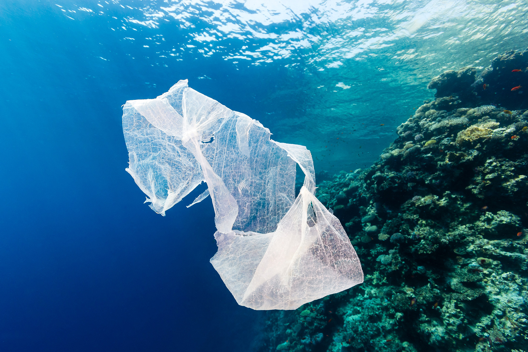 pollution plastique ocean